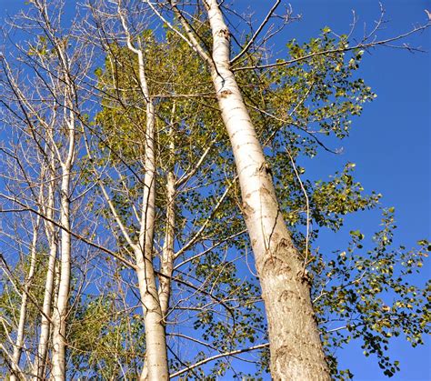 kavak ağacı kaç yaşında kesilir